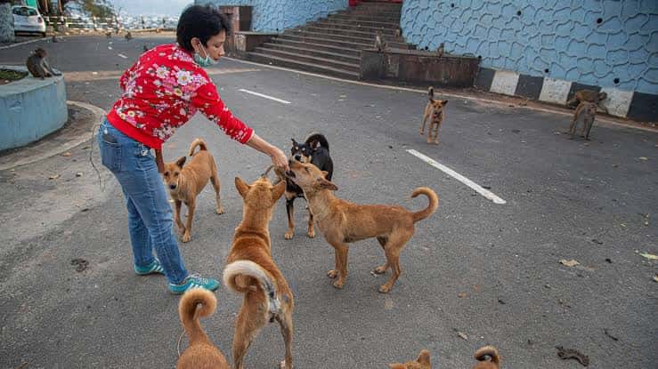 Is Feeding Stray Dogs Legal in India