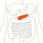 10 Health Facts About Pancreas