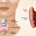 10 Health Facts About Thyroid Gland
