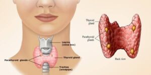 10 Health Facts About Thyroid Gland