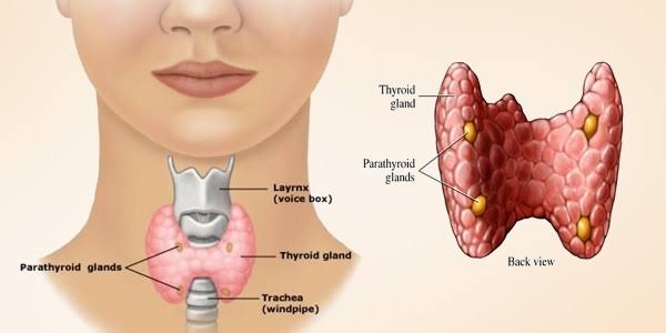 10 Health Facts About Thyroid Gland