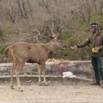 Is Deer Meat Legal in India?