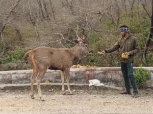 Is Deer Meat Legal in India?