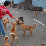 Is Feeding Stray Dogs Legal in India? The Rules Have Changed