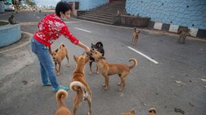 Is Feeding Stray Dogs Legal in India? The Rules Have Changed